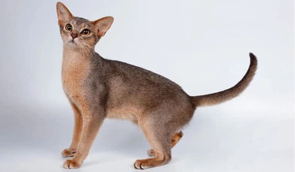 阿比西尼亚猫