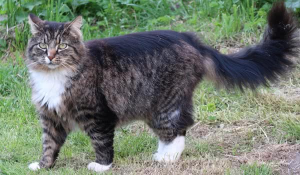 挪威森林猫