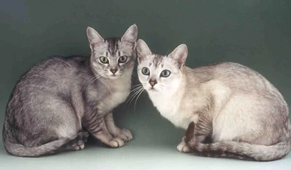 波米拉猫