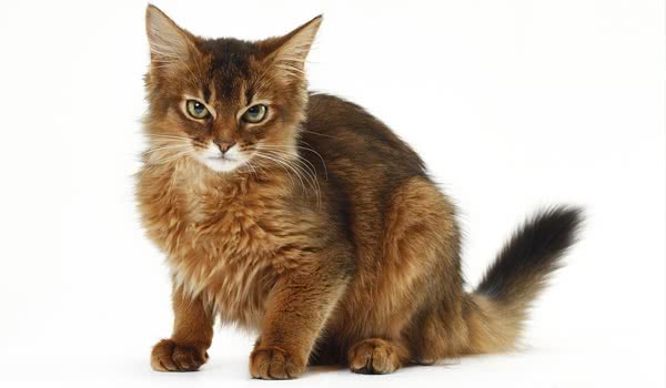 索马里猫
