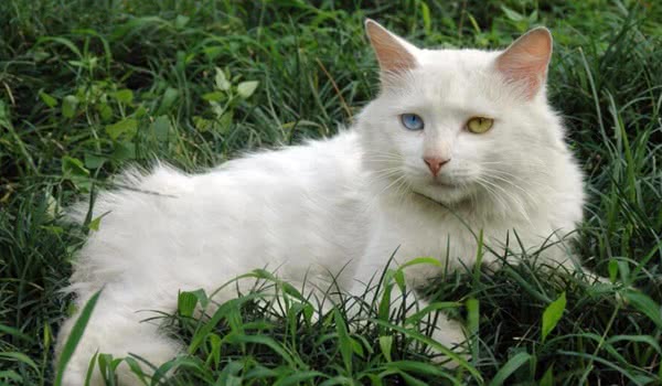 山东狮子猫