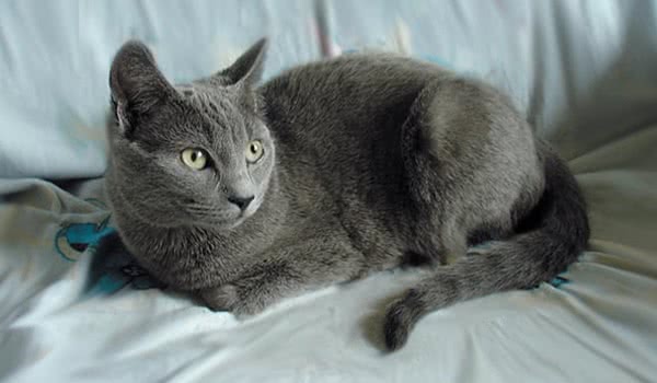 夏特尔猫