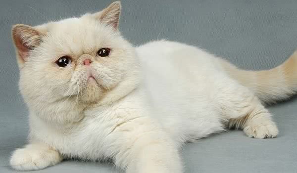 加菲猫
