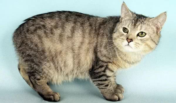 曼岛无尾猫