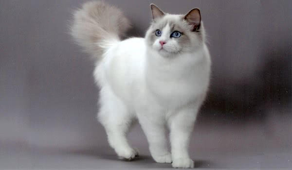 布偶猫