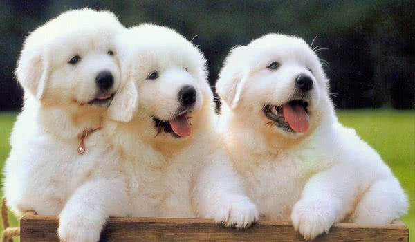大白熊犬