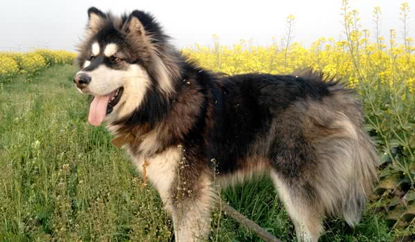 阿拉斯加雪撬犬