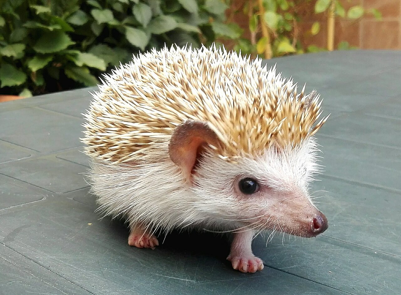 非洲迷你刺猬